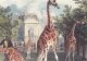 Первые жирафы Венского зоопарка